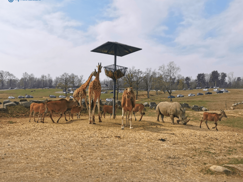 САФАРИ ПАРК  ПОМБИА