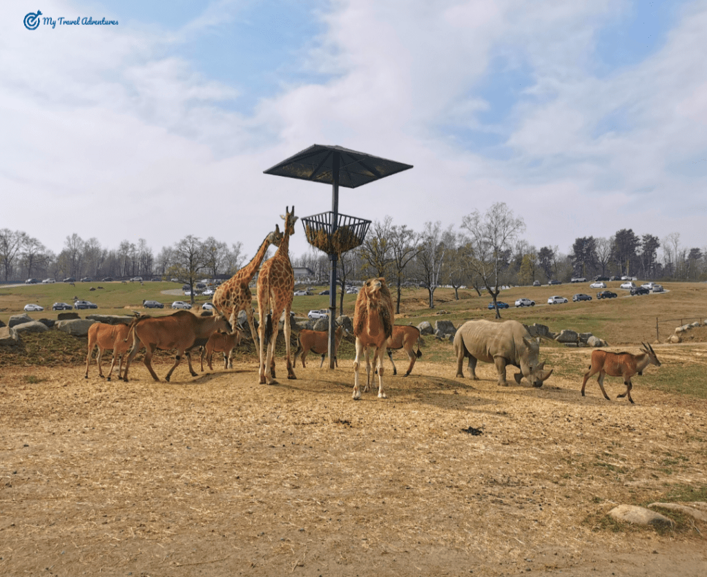 САФАРИ ПАРК  ПОМБИА