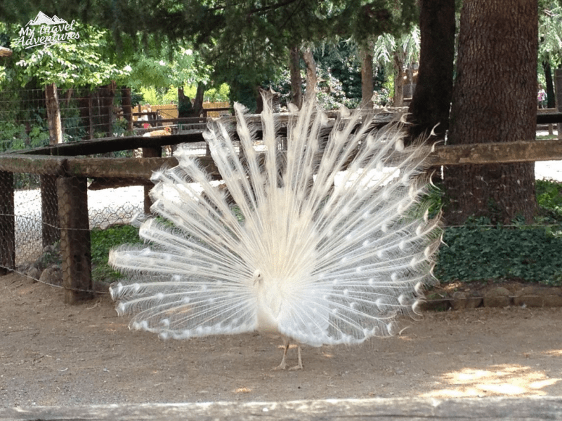 ЗООЛОГИЧЕСКИ ПАРК „ЛЕ&nbsp;КОРНЕЛЕ“